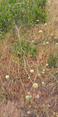 Asteriscium chilense