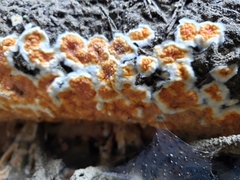 Leucogyrophana mollusca