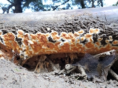 Leucogyrophana mollusca