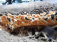 Leucogyrophana mollusca