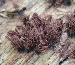 Stemonitis
