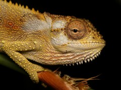 Bradypodion gutturale