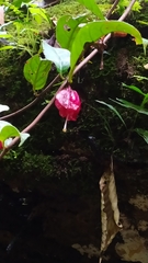 Drymonia coccinea