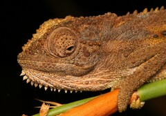 Bradypodion gutturale