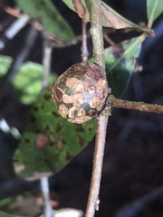 Callirhytis quercuspunctata