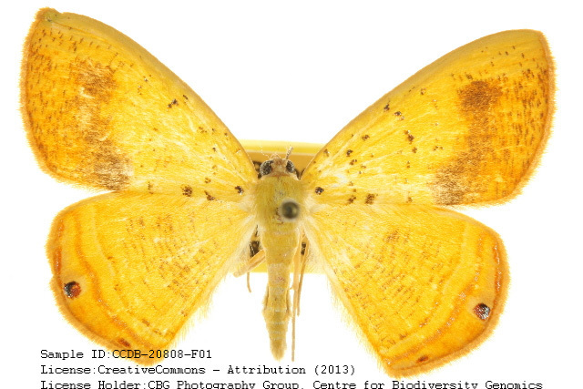 Golden-Winged Palyas Moth