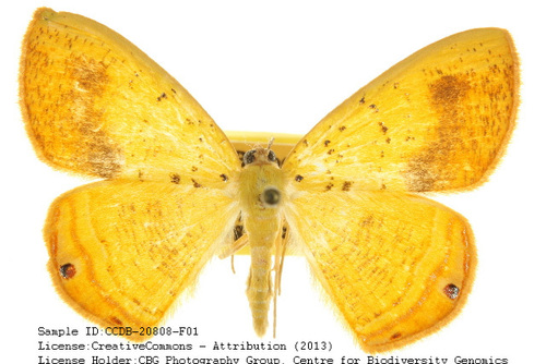 Golden-Winged Palyas Moth