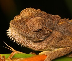 Bradypodion gutturale