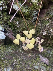 Thalictrum thalictroides