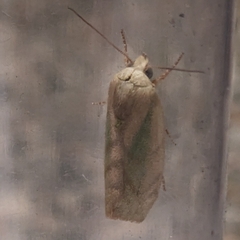 Lepidoptera
