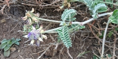 Astragalus amatus