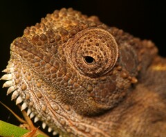 Bradypodion gutturale