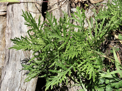 Senecio bipinnatisectus
