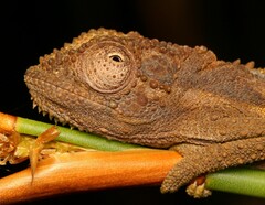 Bradypodion gutturale