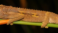 Bradypodion gutturale