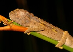 Bradypodion gutturale