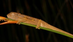 Bradypodion gutturale