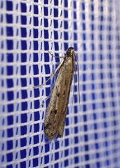 Phycitodes binaevella