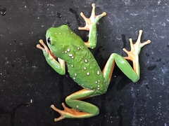 Agalychnis dacnicolor