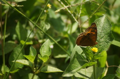 Junonia evarete