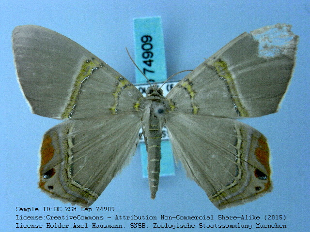 Phrygionis cruorata