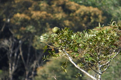 Agathis kinabaluensis