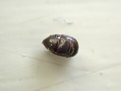 Technomyrmex jocosus