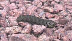 Deilephila porcellus