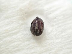 Technomyrmex jocosus