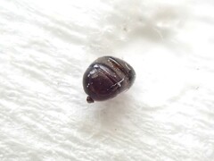 Technomyrmex jocosus