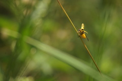 Chauliognathus flavipes