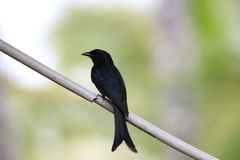 Dicrurus caerulescens