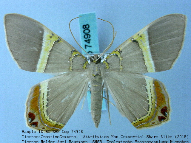 Jeweled Satyr Moth