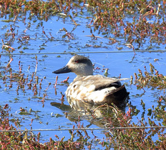 Lophonetta specularioides