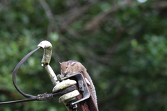 Funambulus palmarum