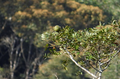 Agathis kinabaluensis