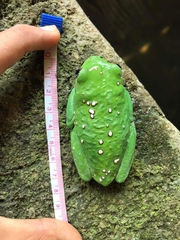 Agalychnis dacnicolor