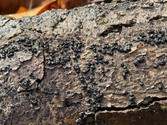 Rosellinia