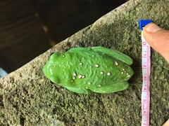 Agalychnis dacnicolor