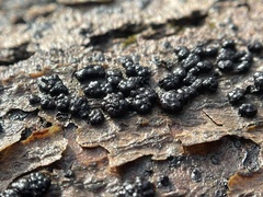 Rosellinia
