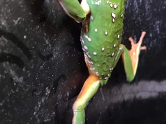 Agalychnis dacnicolor