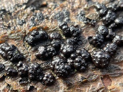 Rosellinia