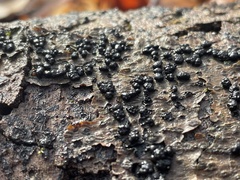 Rosellinia