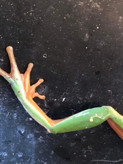 Agalychnis dacnicolor