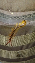 Scolopendra