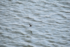 Hirundo rustica