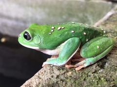Agalychnis dacnicolor