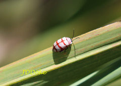 Alagoasa decemguttata