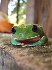 Agalychnis dacnicolor