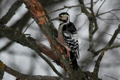 Dendrocopos leucotos